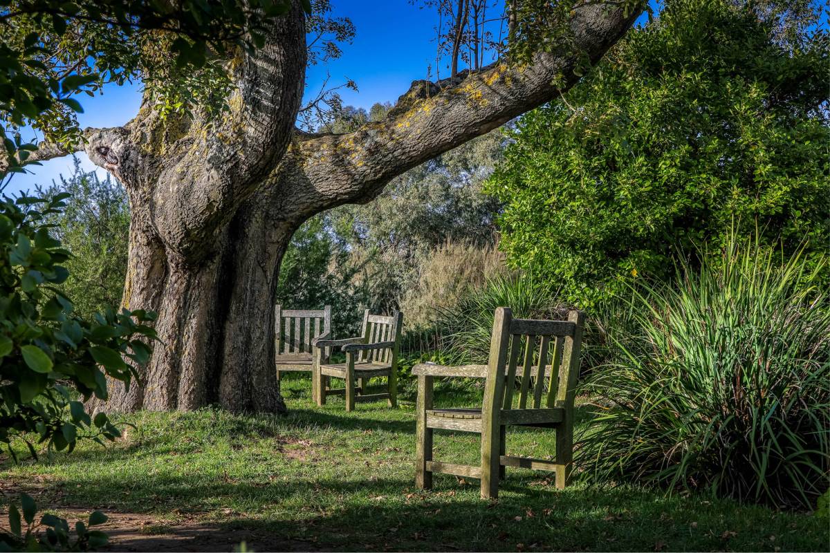 Atelier en famille : Les bienfaits des arbres