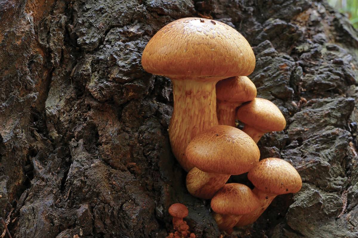 Initiation à la détermination des champignons